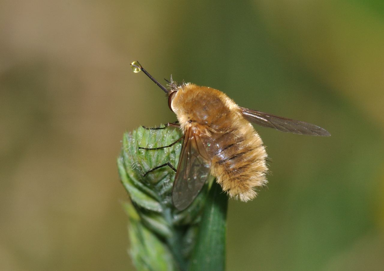 Systoechus ctenopterus ♀ (Bombyliidae)